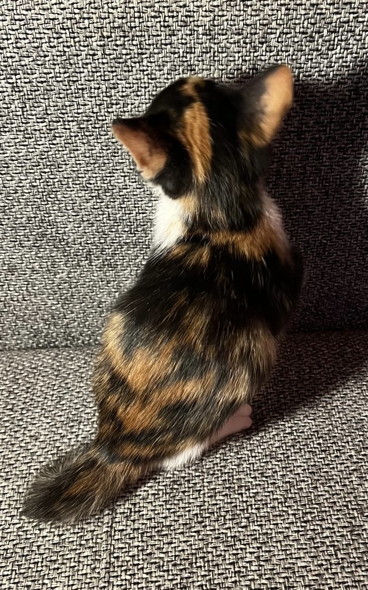 Toffee, cea mai mare campioana la prins mingiute