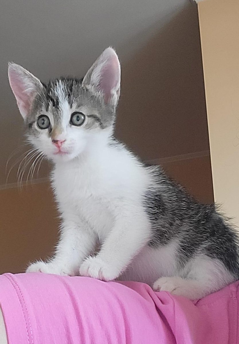 Micuța Alunița își caută o căsuță!💗💗💗