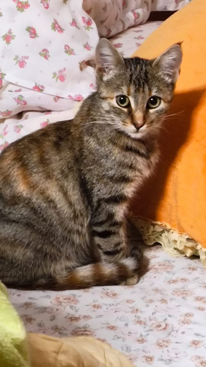 Pisicuta tigrata iubitoare isi cauta stapani in Bucuresti