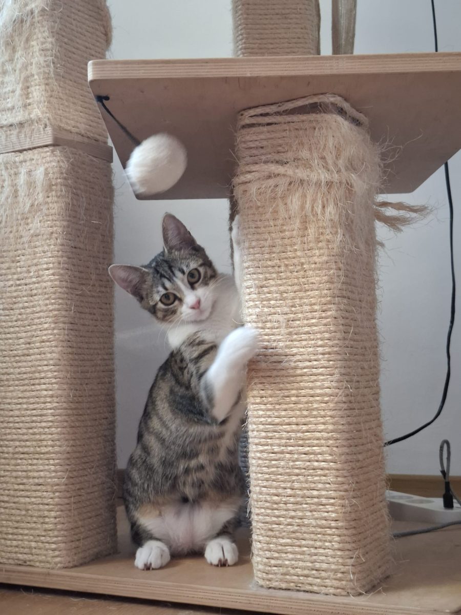 Fetiță blanda si iubitoare pentru adopție!💗💗💗