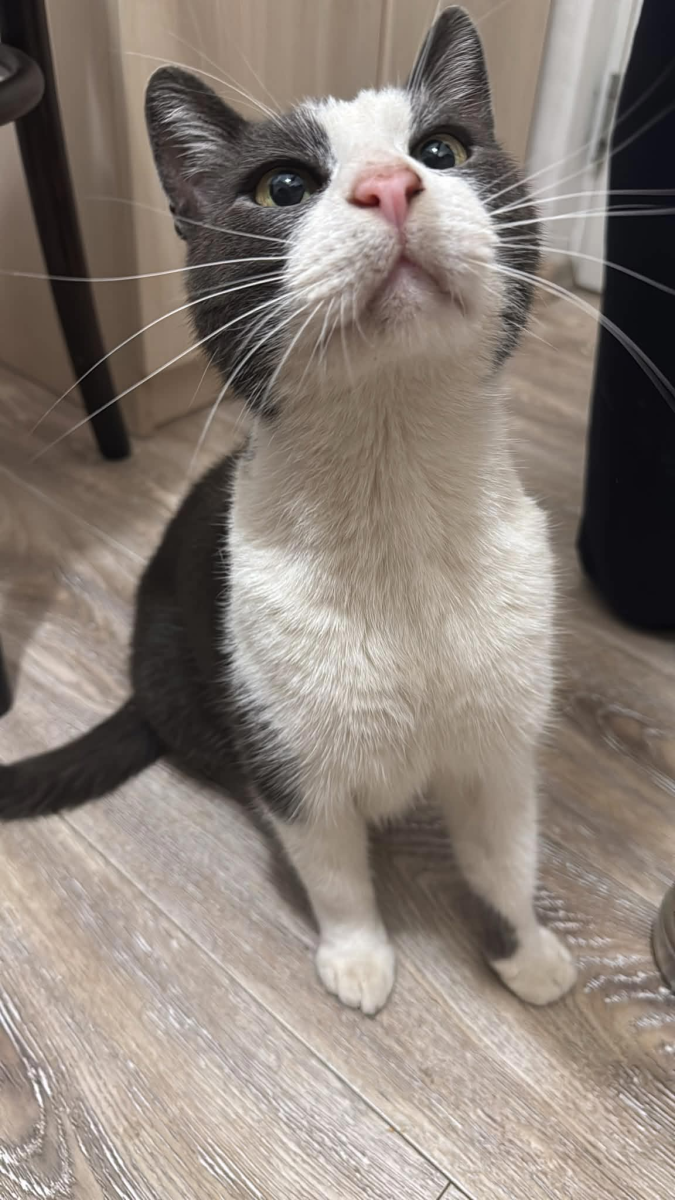 Motanel spre adopție