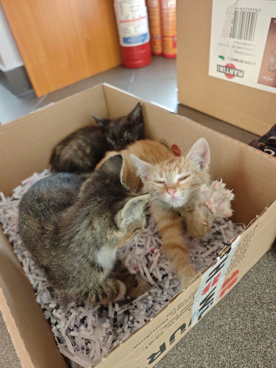 4 pisici, 1 baiat și 3 fetite