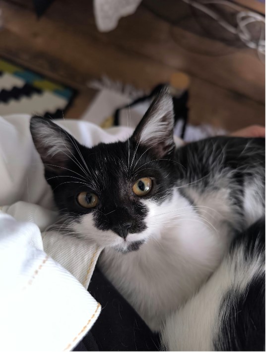 Pisica pentru adoptie