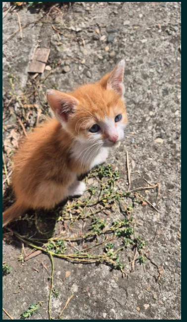 Motanel 2 luni – Adoptie Brasov