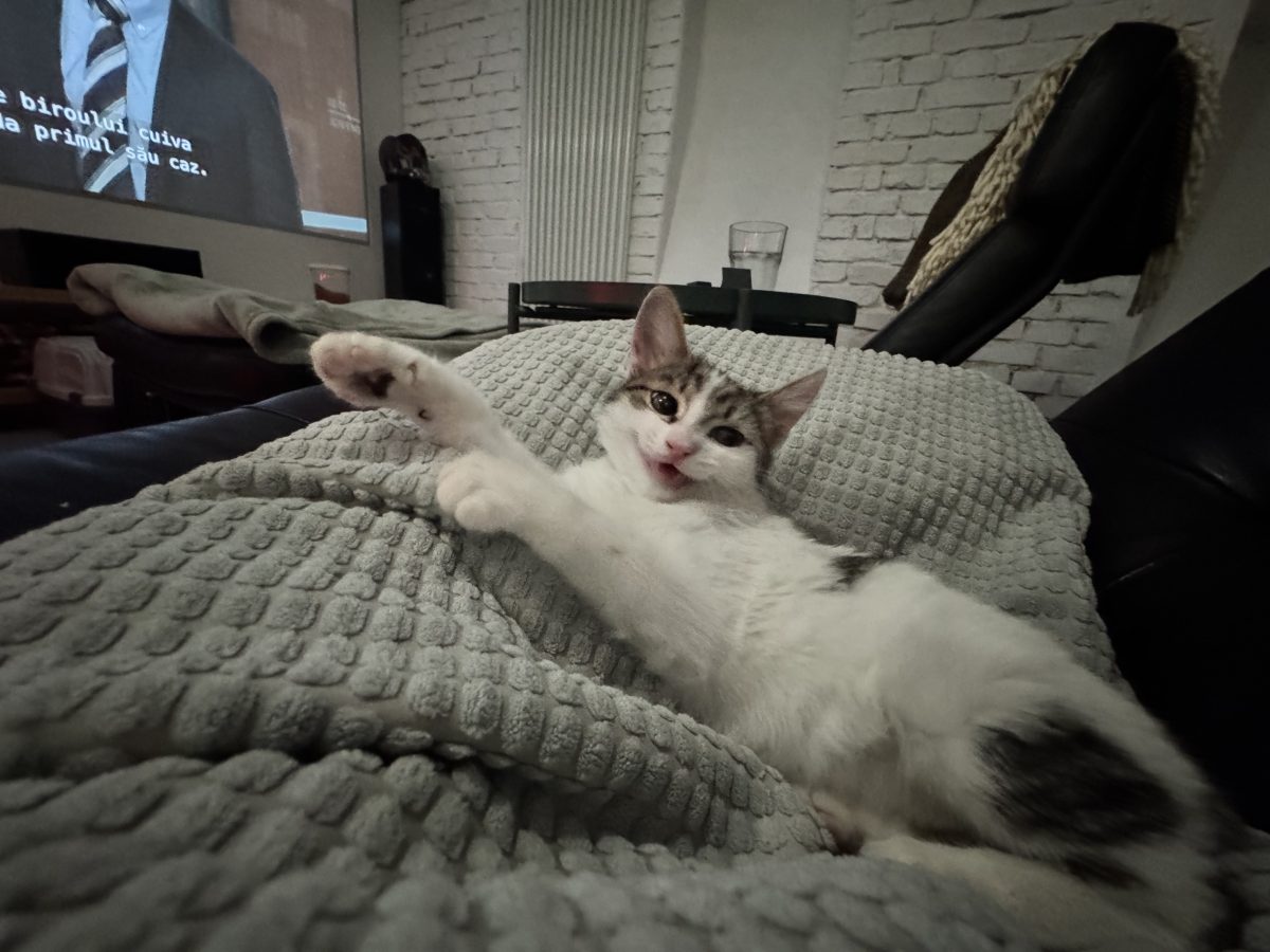 🐱 Motoraș, motoraș avem! 📍 București, Sector 2, Vasile Lascăr, 0745605864