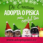 Adopta o pisica!